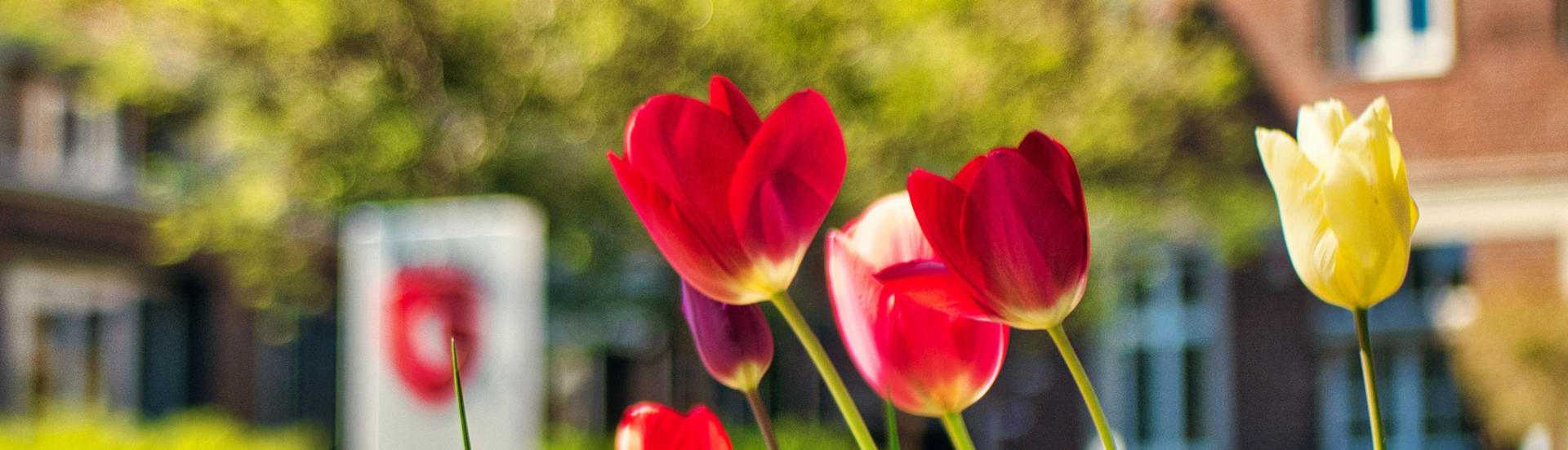 Weltbienentag: Die G DATA Gee Bees